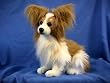 Papillon Dog Plush Toy 16" H