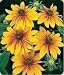 4000 GLORIOSA DAISY INDIAN SUMMER Rudbeckia Hirta Flower Seeds