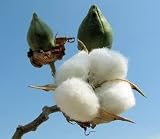 Cotton Plant - 20 Seeds, 3 g - Gossypium