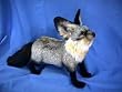 South African Bat Eared Fox By Hansa
