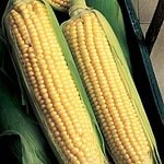 Outdoor Living : Sweet Corn F1 Applause Seeds (1 Pkt - 35 seeds)