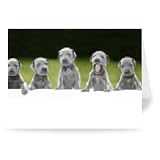 The 15 Great Dane puppies born in Urmston,.. - Greeting Card (Pack of 2) - 7x5 inch - Art247 - Standard Size - Pack Of 2