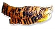 Golden Pheasant Tippets Feathers Fly Tying Materials