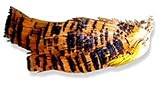 Golden Pheasant Tippets Feathers Fly Tying Materials
