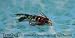 Bead Head Zug Bug Nymph #16 Fly Fishing Trout Flies