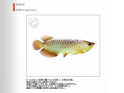 Cover image : 極めるシリーズ 熱帯楽園 淡水魚の世界