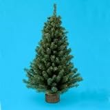 12 Miniature Christmas Pine Tree