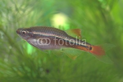 Wallmonkeys Peel and Stick Wall Decals - White Cloud Mountain Minnow - One of the Common Aquarium Fish - 18