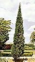 Italian Cypress, 26-32 inch Tree