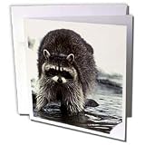 Wild animals - Raccoon, Raccoons - Greeting Cards-12 Greeting Cards with envelopes