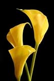 Wholesale Yellow Mini Calla Lilies