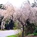 Weeping Yoshino cherry