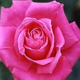 ¥Þ¥ê¥¢¡¦¥«¥é¥¹¡Ô¥Ð¥éÉġեϥ¤¥Ö¥ê¥Ã¥É¡¦¥Æ¥£¡¼¡Ú12·î¾å½Ü¡Á½ç¼¡È¯Á÷¡Û...