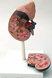 Copernicus - Human Kidney Model