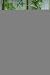 New Creative 26382 Seeds of Faith Cross Wall D?cor, Dove, 7.5-Inches x 9.75-I...