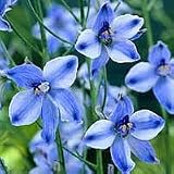 Delft Blue Delphinium -NEW- Certificate of Authenticity