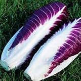 Organic Early Treviso Raddicchio 100 Seeds
