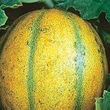 Organic Haogen Muskmelon - 25 Seeds - B001HP8C66