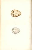 2 H/C Meyer Bird EGGS 1842 REDSHANK & GREEN SANDPIPER