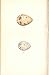 2 H/C Meyer Bird EGGS 1842 REDSHANK & GREEN SANDPIPER
