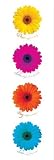 Daisies (Dance Love Sing Live) Art Poster Print - 12 X 36