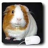 Guinea Pig - Guinea Pig - Mouse Pads