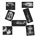 Animal X-Rays