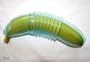 Banana Bunker (Color: Blue) Set of 2