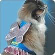 Angel Cat Costume Harness Size M/L