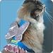 Angel Cat Halloween Costume Harness Size Small