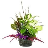 Flowers - Green Thumb