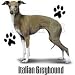 Italian Greyhound Adult Sweatshirt
