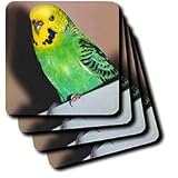 Birds - Budgie Parakeet - Coasters