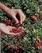 Lingonberry Plant (Potted)