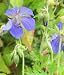 Garden Perennial-Geranium pratense P9 Blue Meadow Geranium
