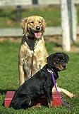 Dogtra Pet Training Aid 202NCP-Gold 2DOG