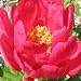 Peony 