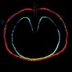 Wasp Star (Apple Venus, Volume II)