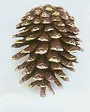 SPI Home 30746 Pinecone Doorknocker