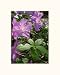 3D Azalea 5x7