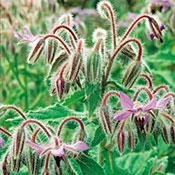 Organic Borage Herb 100 Seeds - Borage officinalis