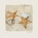 Muscheln III von Judy Mandolf, 18x18
