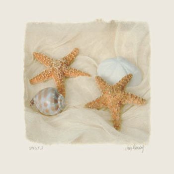 Muscheln III von Judy Mandolf, 18x18