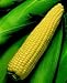Kandy King Corn 300 Seeds