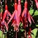 Grow Your Secret Garden Fuchsia Magellanica Seeds