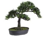 Podocarpus Bonsai 16 in
