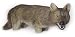 Expedite® Creepin' Coyote Decoy