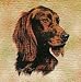 Irish Setter Woven Lap Square (Throw Blanket)