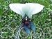 Fledermauslilie Weiss Tacca chantrieri alba Samen