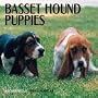 Cal 99 Basset Hounds Puppies